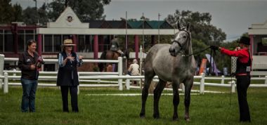 Junior Champion Colt 